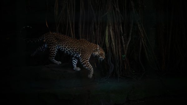 Leopard 3