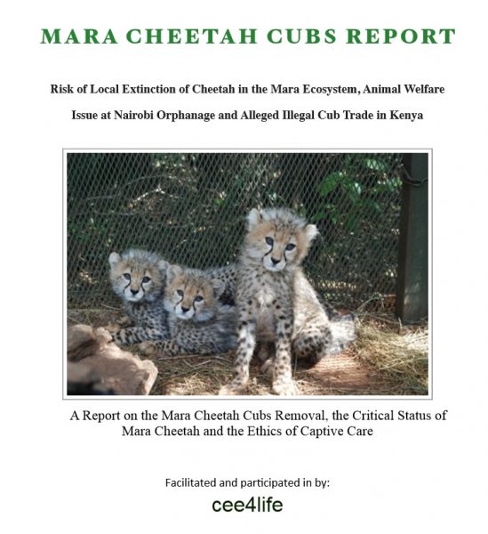 Mara Cheetah Cubs
