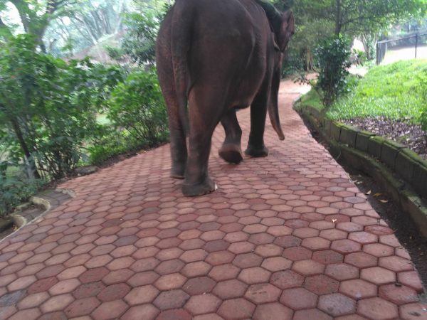 Walking free 7th June 2017