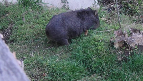 Wombat Victoria