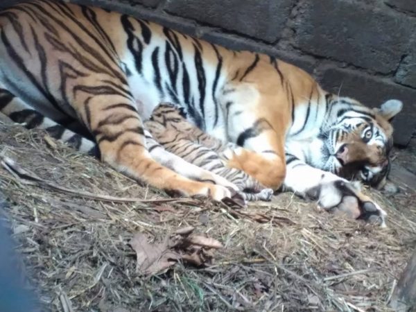 mum and babies