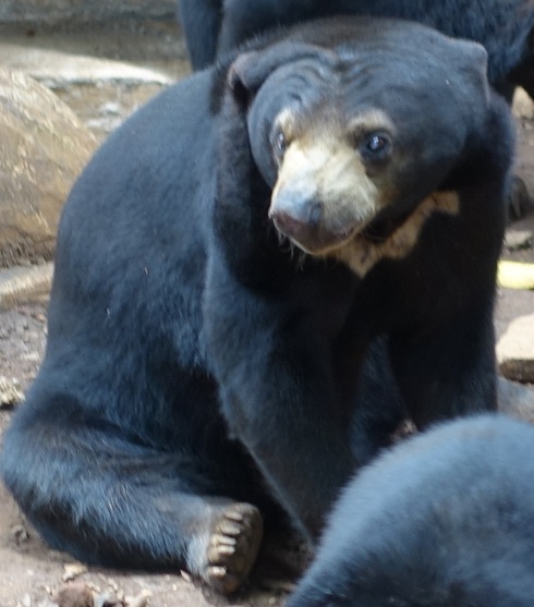 sunbear 2