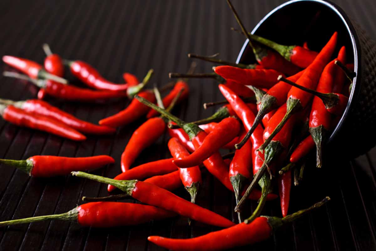 How to keep your trash can fly-free instantly with two kitchen spices