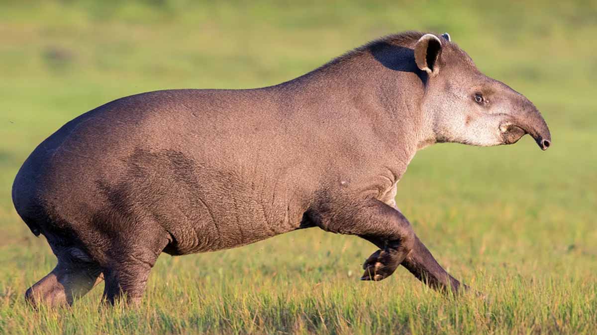 South American tapir back