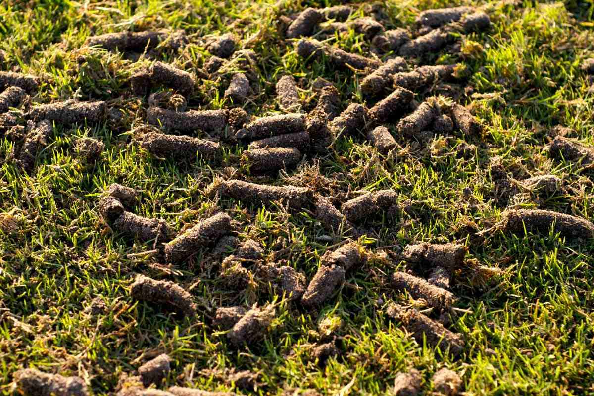 The Perfect Time To Aerate Your Lawn This Fall For A Healthier Yard By Spring