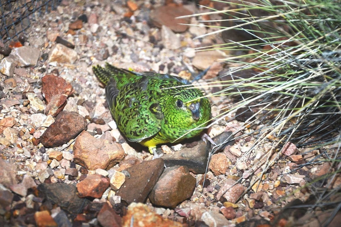 This “Extinct” Bird Has Finally Been Found Again