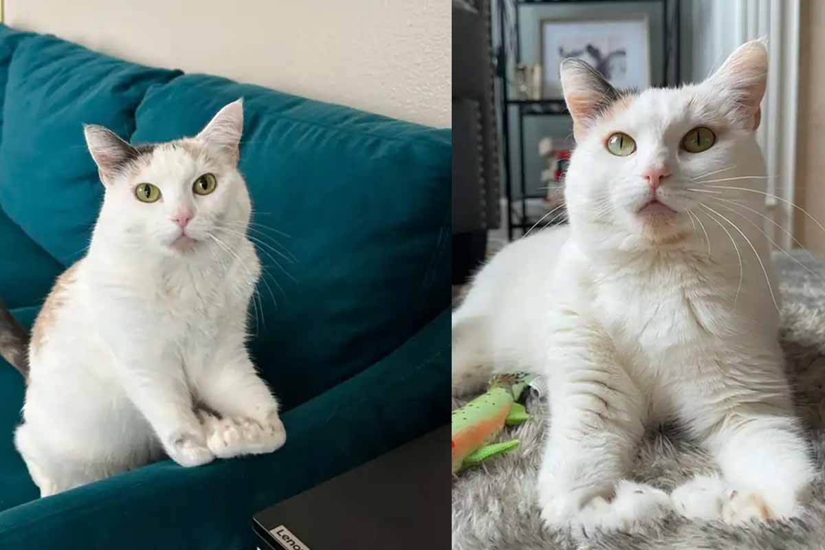 Cat Born With 'Skis' For Feet Invents Her Own Heart-melting Way Of Walking