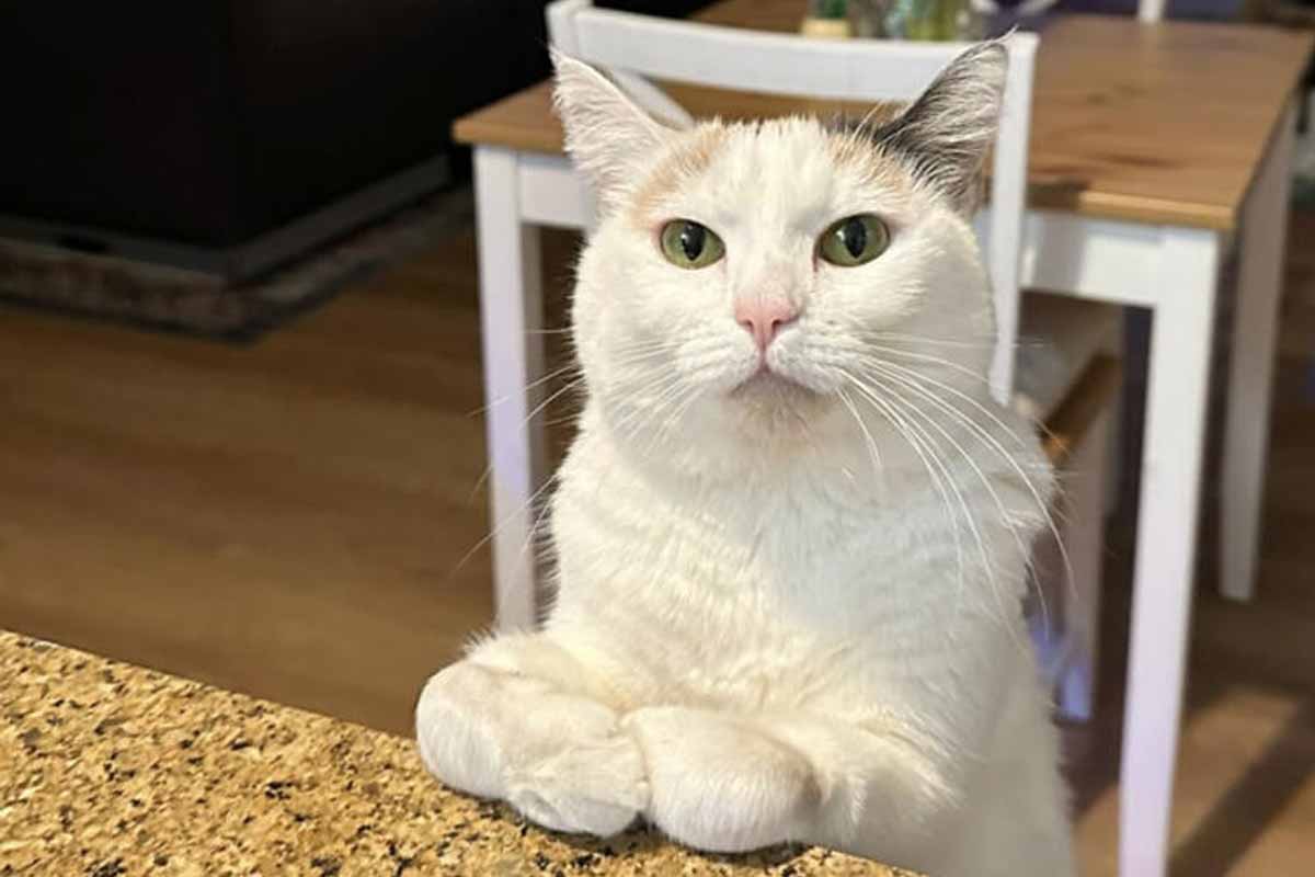 Cat Born With 'Skis' For Feet Invents Her Own Heartwarming Way Of Walking