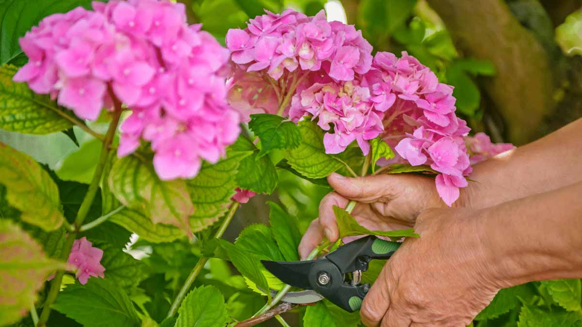 When and why should you prune hydrangea flowers after blooming?