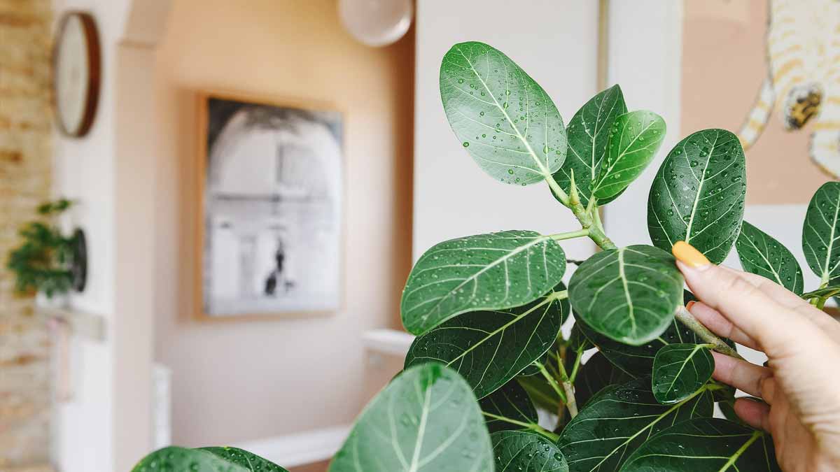 ficus audrey care