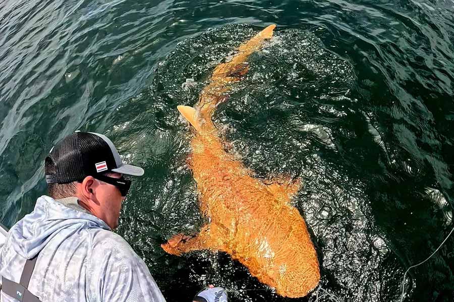 Fishers discover first-of-its-kind neon orange shark with two rare conditions in Caribbean