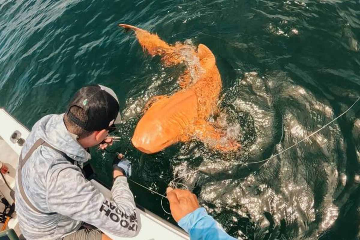 Fishers discover first-of-its-kind bright orange shark with two ultra-rare conditions in Caribbean