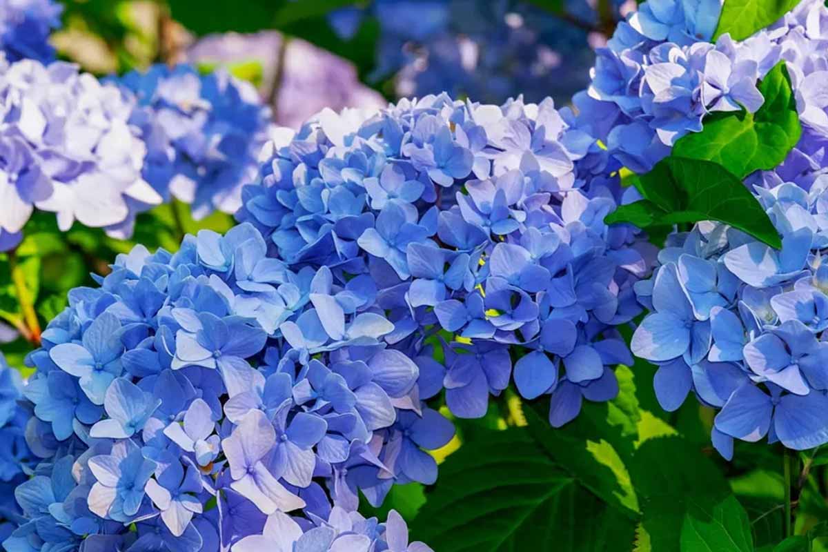 Say goodbye to hydrangeas: Garden experts warn you to stop planting them, here’s why
