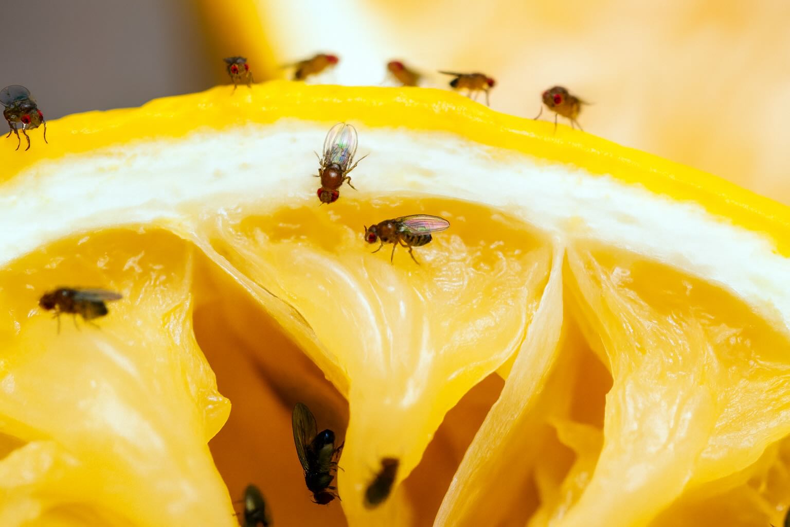 flies