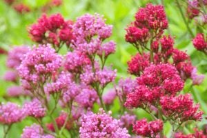 The Irresistible Flower You'll Want To Plant In September To Attract Hummingbirds