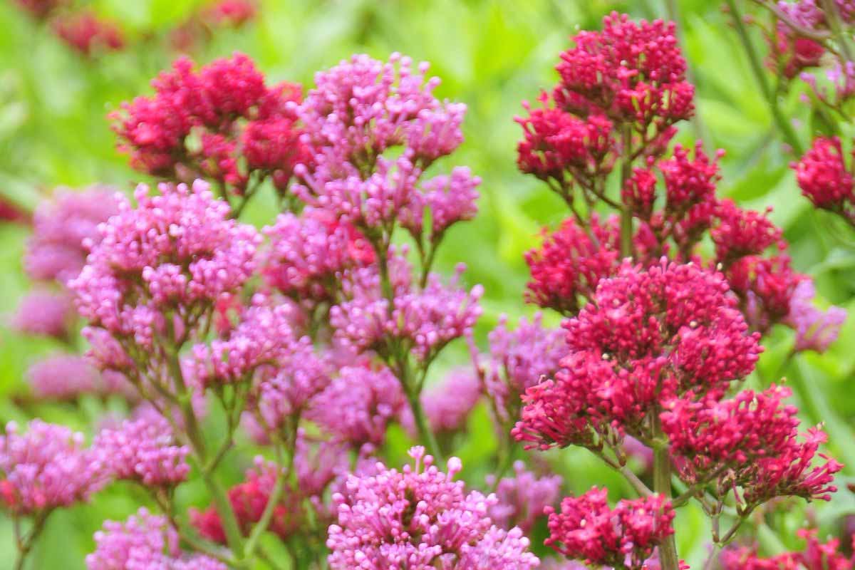The Irresistible Flower You'll Want To Plant In September To Attract Hummingbirds