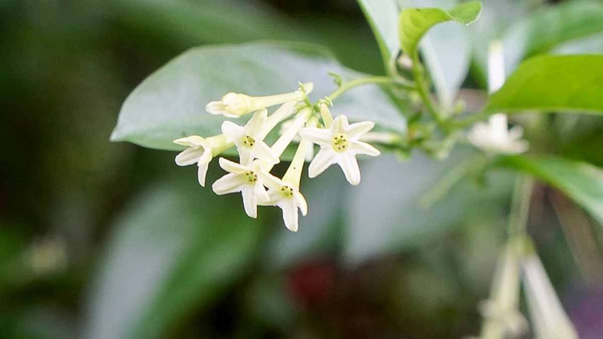 grow night-blooming jasmine