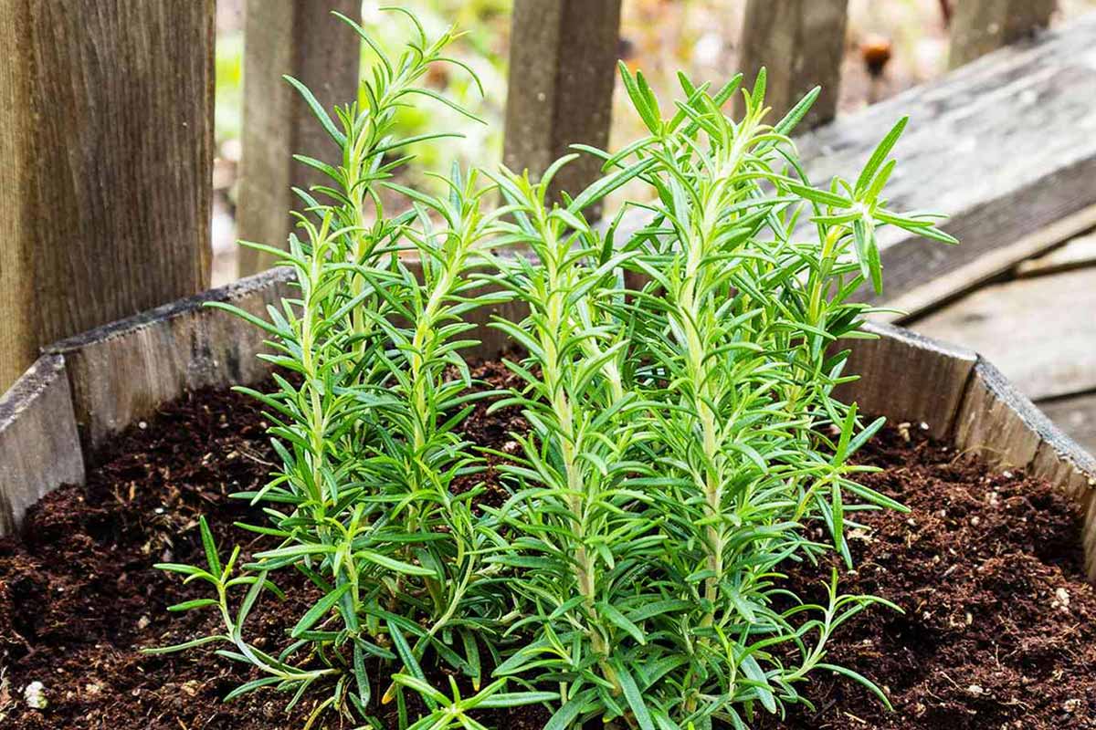 harvest rosemary