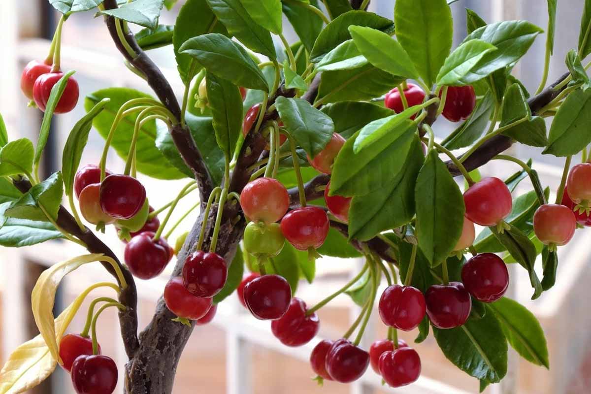 How to Grow a Cherry Tree for Delicious Fruit and Stunning Blooms Every Year