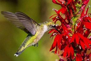 hummingbird migration