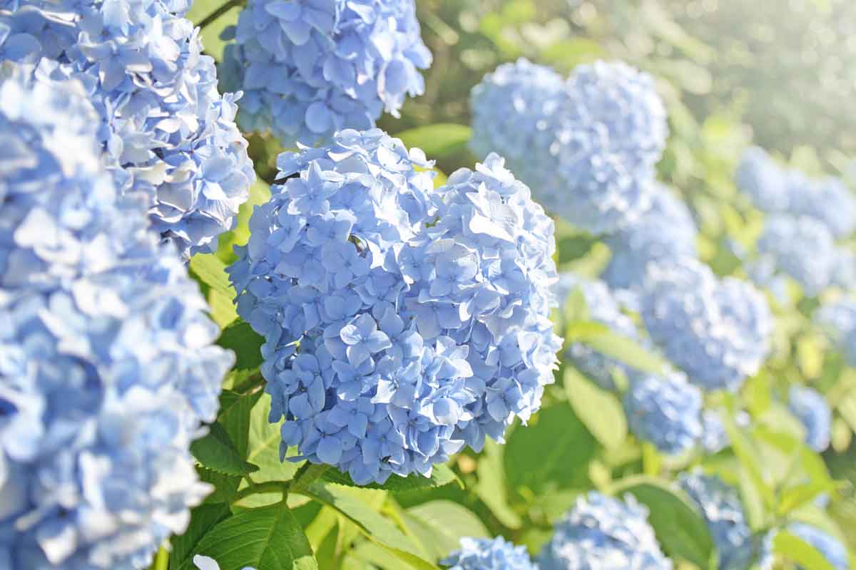 hydrangeas