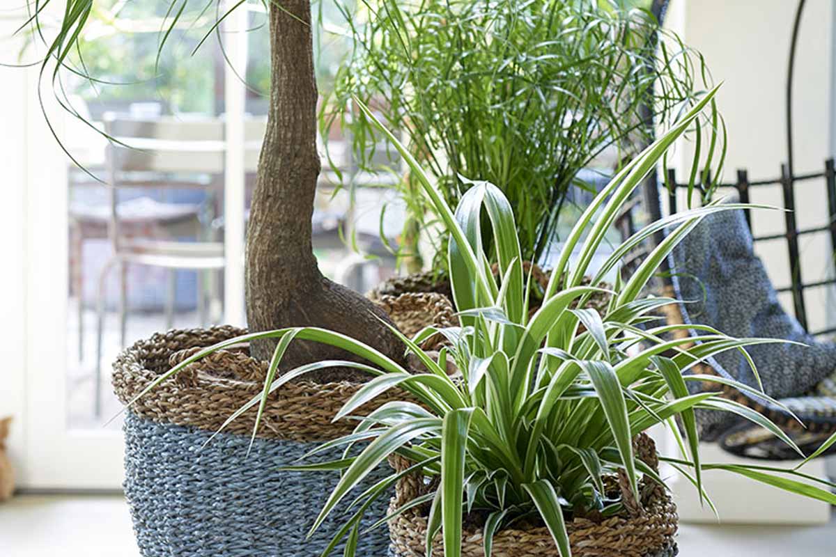 More and more Germans are planting this tree in their gardens because it dramatically increases their home’s value
