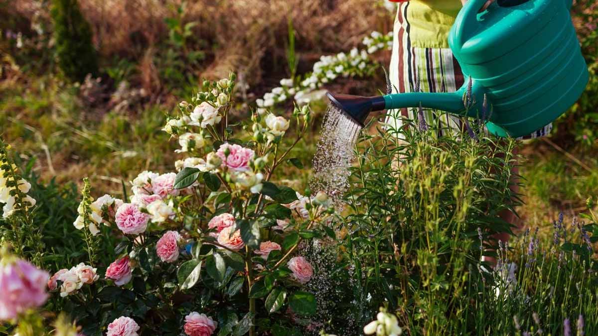 Garden: This beloved plant in France is now officially banned across Europe