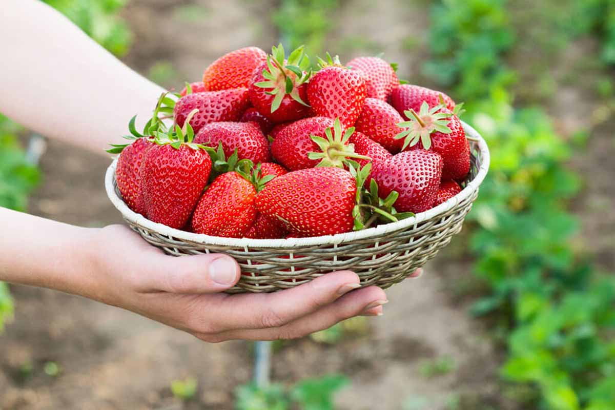 Neither in the fridge nor in the fruit bowl, here’s the ultimate place to store strawberries and prevent them from rotting