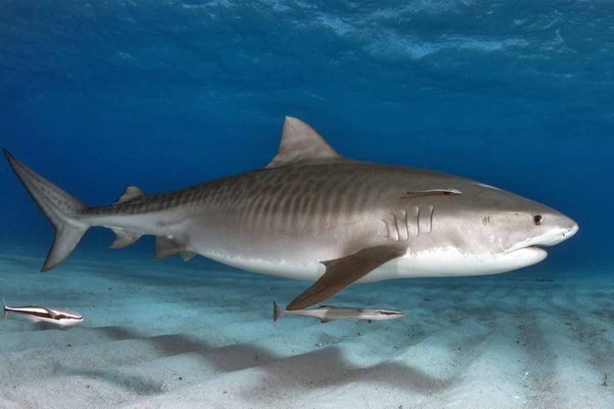 Record-Breaking Catch: The Biggest Tiger Shark in Maryland Waters