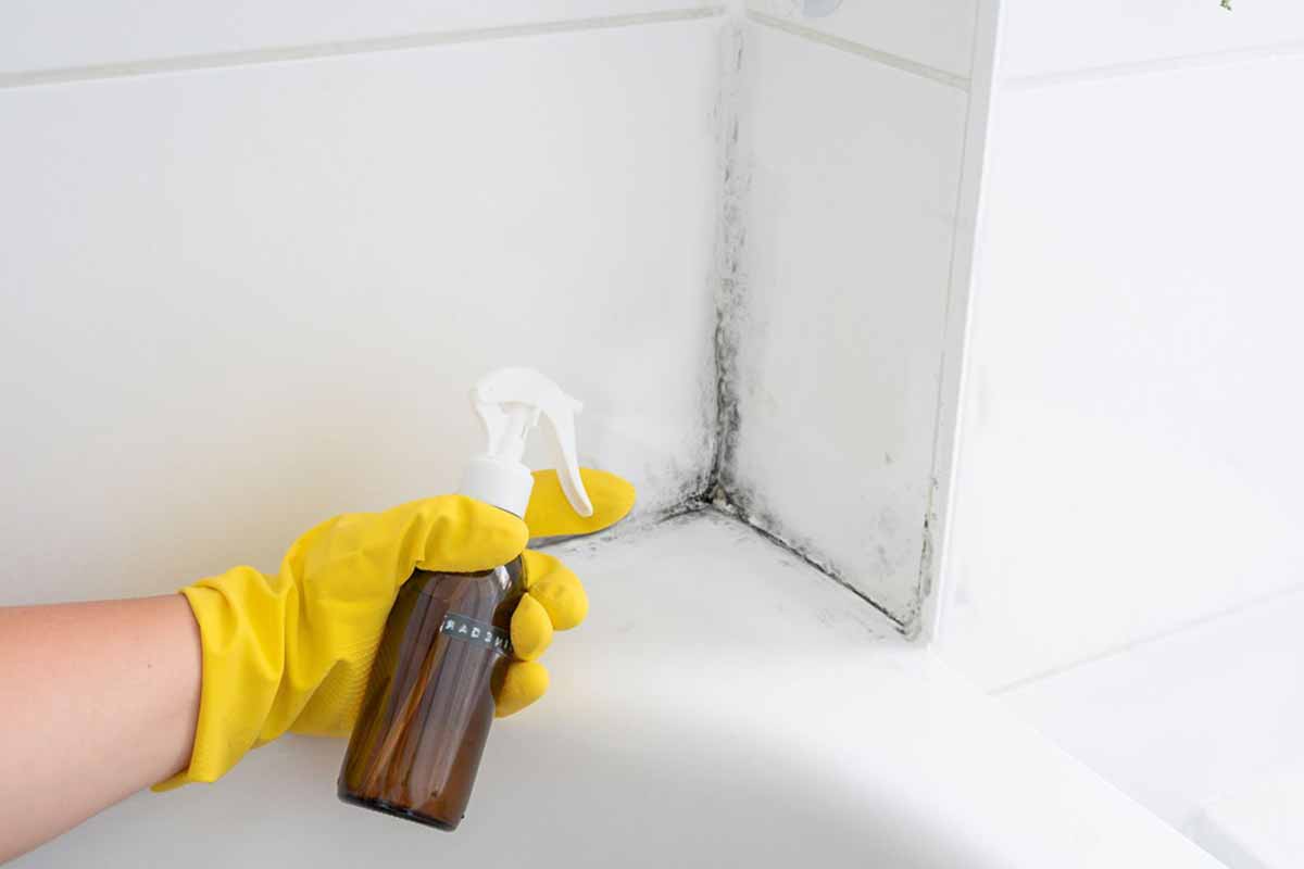 remove mold from shower
