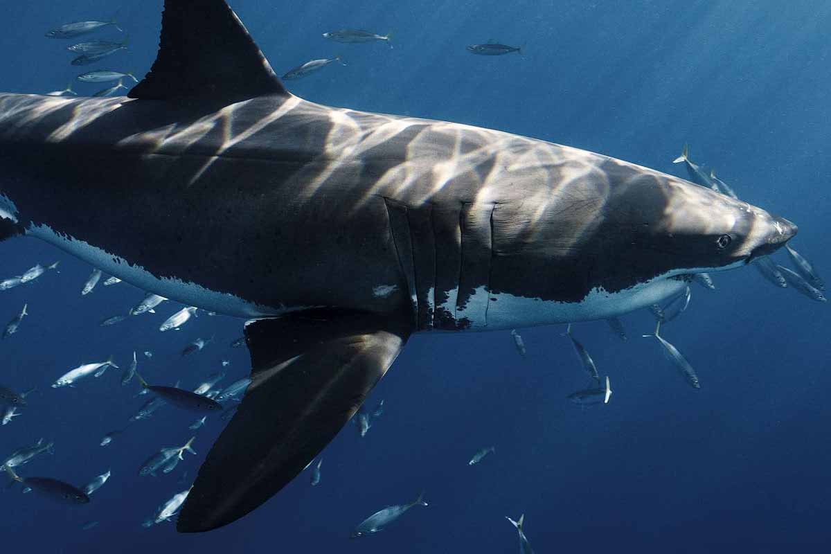Confirmed—New York harbors a white shark nursery, one of only three in the world