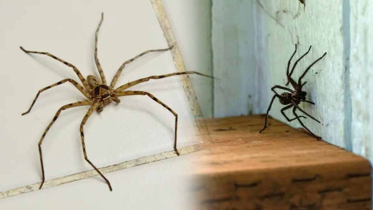 Why Finding Spiders in Your Home Might Reveal Something
