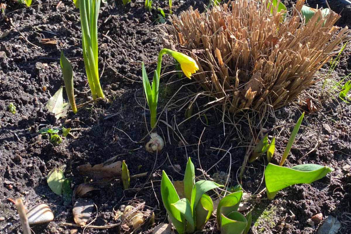wild garlic