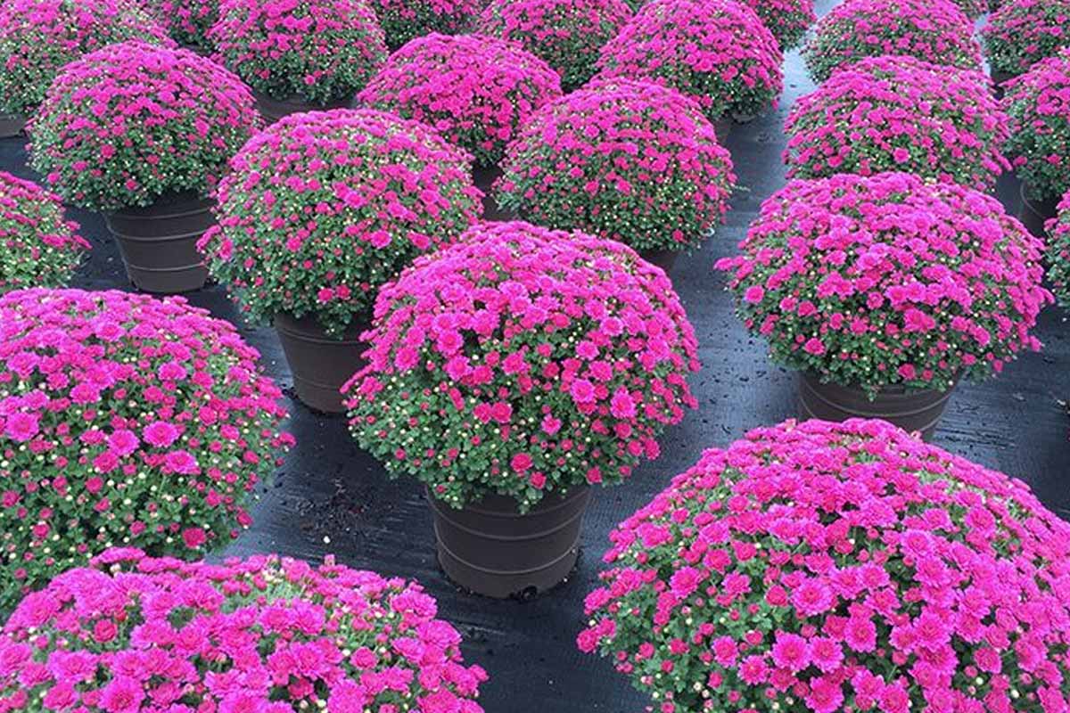Keep Your Mums Thriving Over Winter: A Guide to Hardy Chrysanthemums
