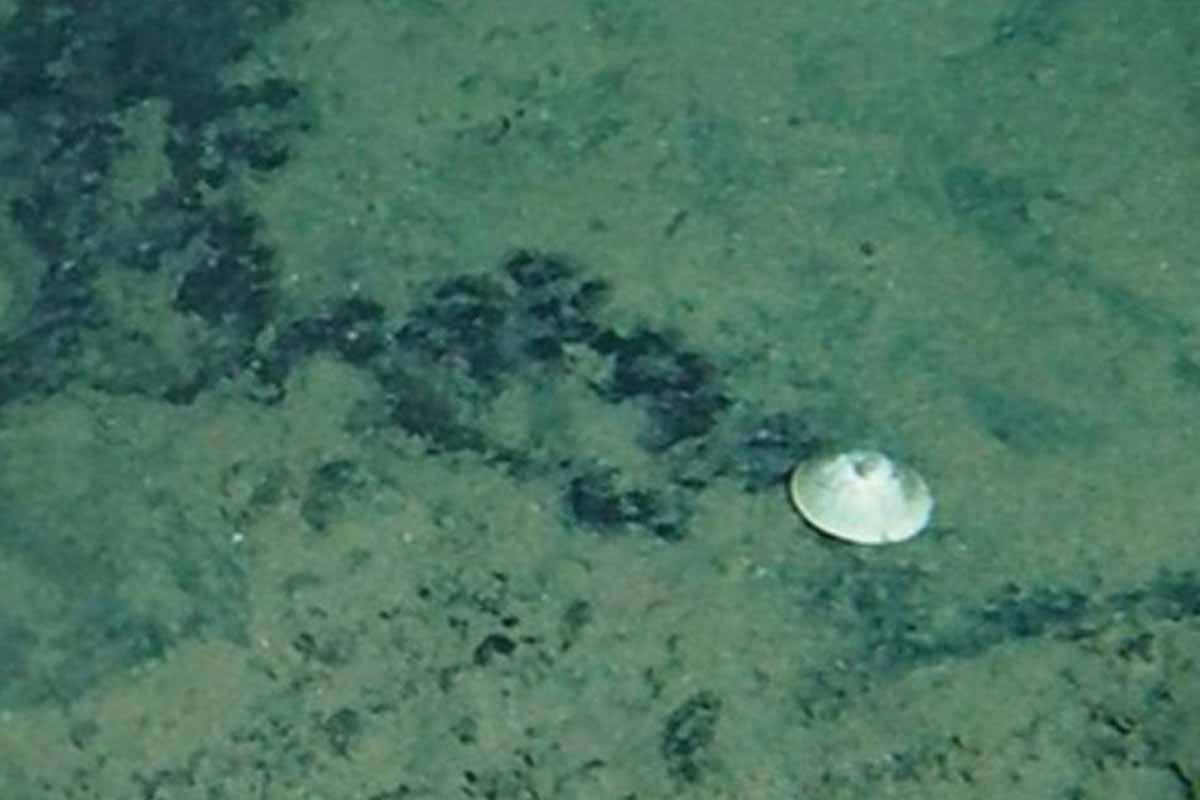 Mysterious species of mollusk discovered at the bottom of the ocean